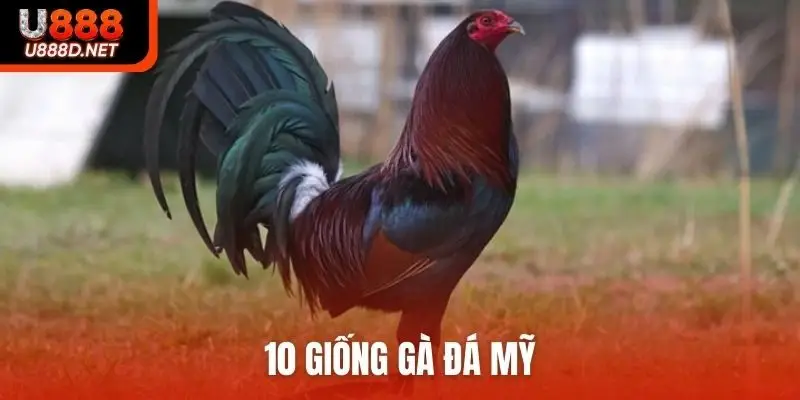 10 giống gà đá Mỹ