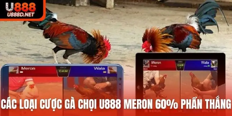 Các loại cược gà chọi U888 Meron 60% phần thắng