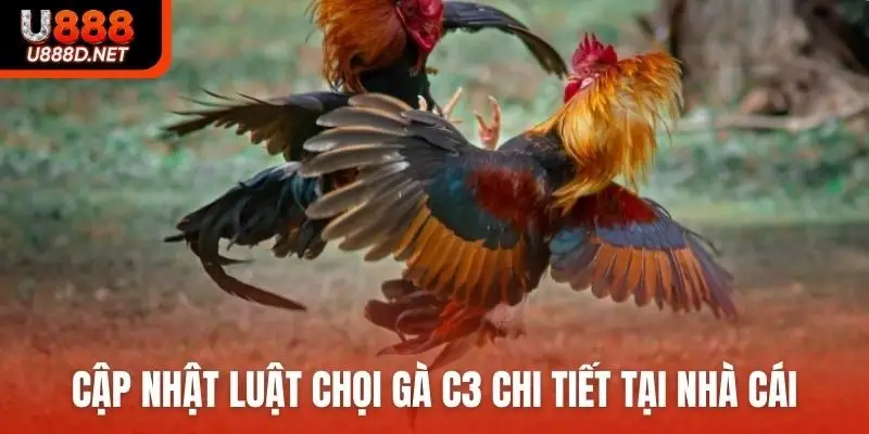 Cập nhật luật chọi gà C3 chi tiết tại nhà cái