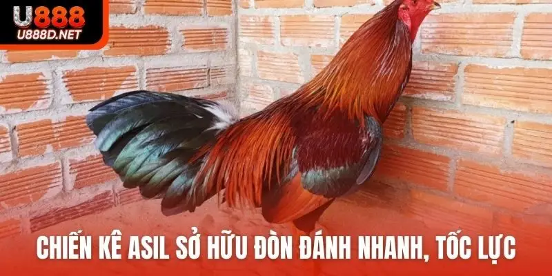 Chiến kê Asil sở hữu đòn đánh nhanh, tốc lực