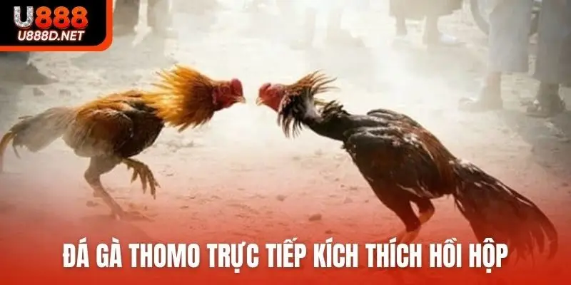 Đá gà Thomo trực tiếp kích thích hồi hộp