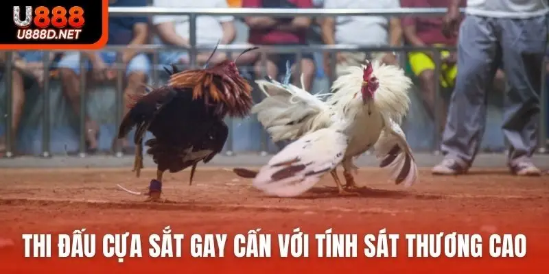 Thi đấu cựa sắt gay cấn với tính sát thương cao
