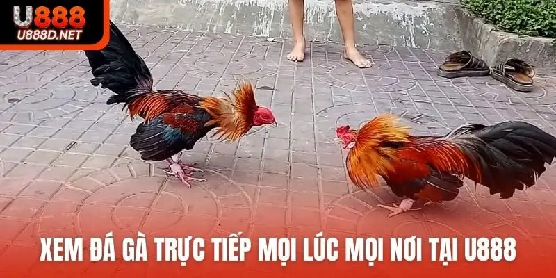 Xem đá gà trực tiếp mọi lúc mọi nơi tại U888